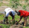 Uganda-Red-Cross-Society-Supports-Disaster-Preparedness-Through-Tree-Planting-and-Community-Engagement-in-Kasese1